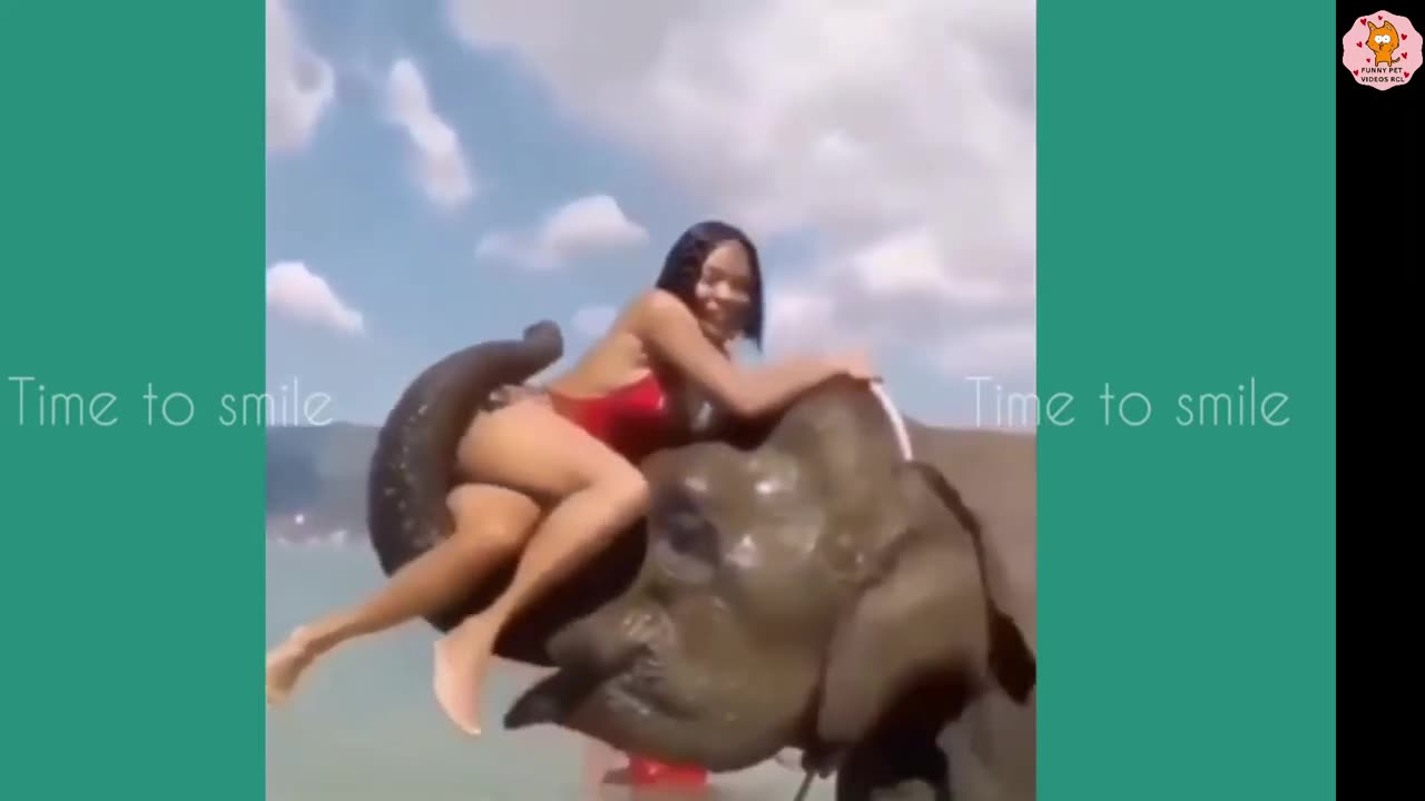 This elephant proves that size doesn't matter when it comes to comedy!