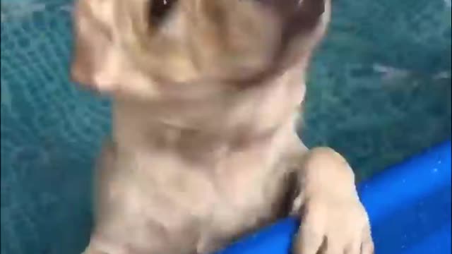 Funny Dogs Love Swimming