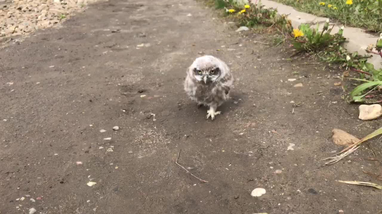 Baby pet owl goes for a walk