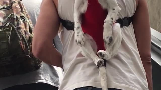 Puppy on red harness