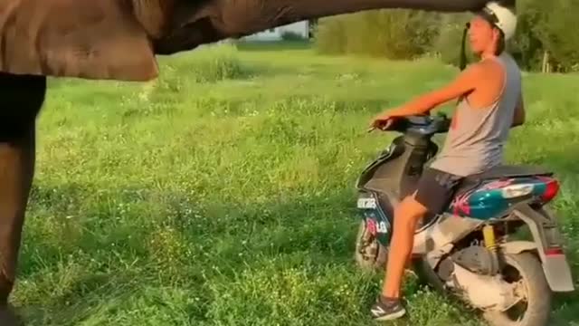 Elephant says " never drive without helmet "
