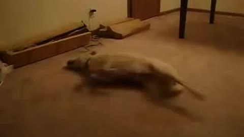 Dog walking while sleeping 😀😁😂 #funny #dog funny video