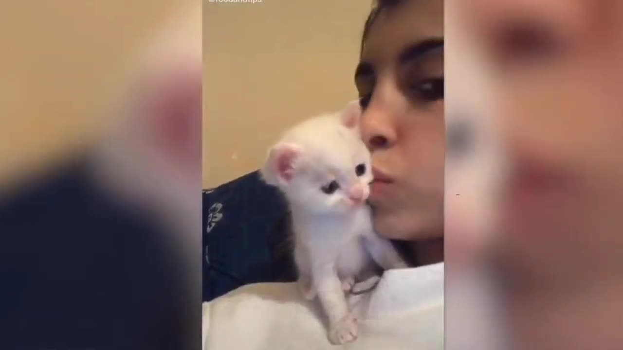 Kitten Kisses Owner Back On Cheek