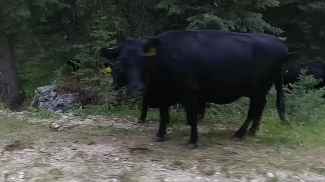 Cattle on the trail - beautiful Black Hills National Forest deep past the Black Fox Campground.