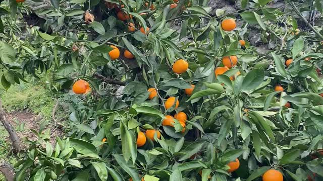 Jeju island, Korean tangerine mandarin orchard