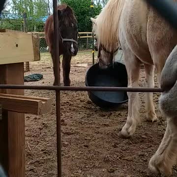 Luke plays with a bucket while Shiloh looks confused