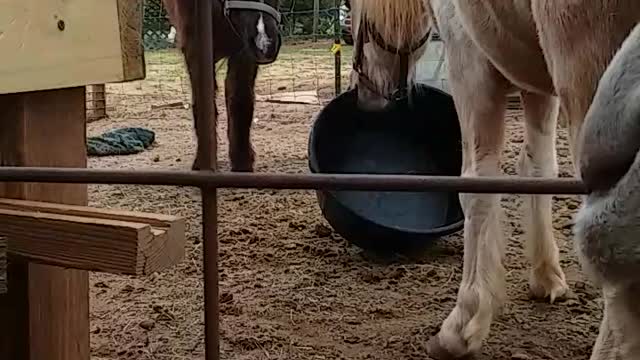 Luke plays with a bucket while Shiloh looks confused