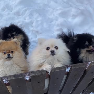 Puppy snow pets🥰❤️ Lovely