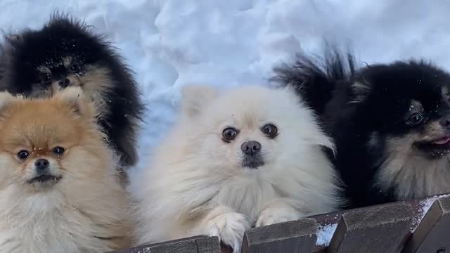 Puppy snow pets🥰❤️ Lovely