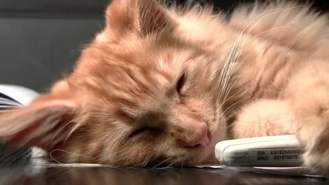 Cute Cat Falling Asleep