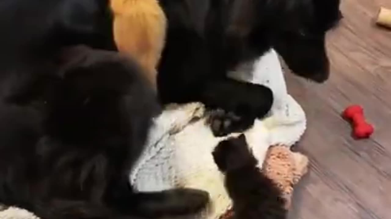 Funny And Cute Animals Short #117