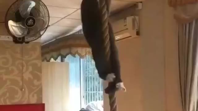 This cat is strong! Take a look!