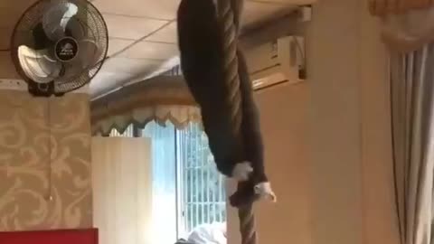 This cat is strong! Take a look!