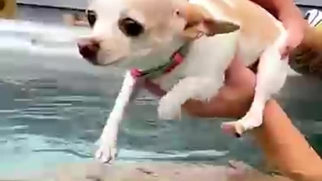 Best Funny Animal Vedios | cute Animals Vedios