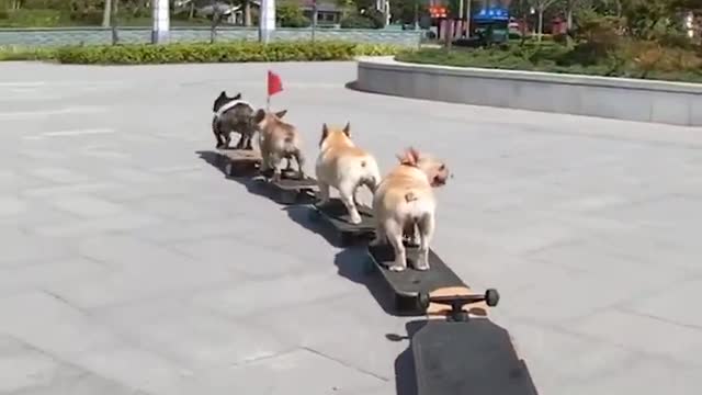 Baby Dogs ❤ Cute and Funny Dog Videos Compilation Funny Puppy Videos 2022