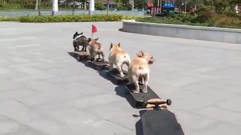 Baby Dogs ❤ Cute and Funny Dog Videos Compilation Funny Puppy Videos 2022