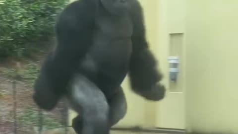 Thrilla Gorilla's