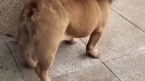short fanny video with the dog