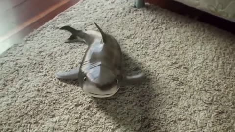O tubarão bebê mais fofo | Happy Shark Funny Shark Cute Baby 2021 😍😊