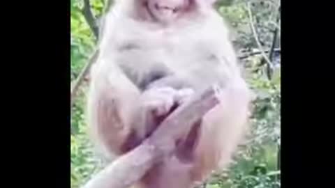 Never seen before monkey laugh funny video in 2021