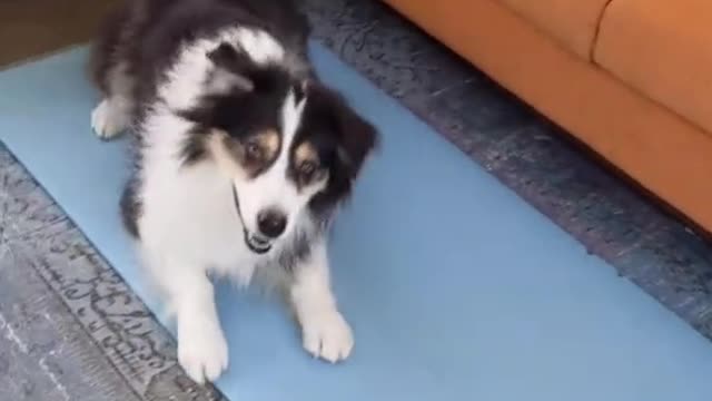 Cute Dog Does A Flip And A High Five Too