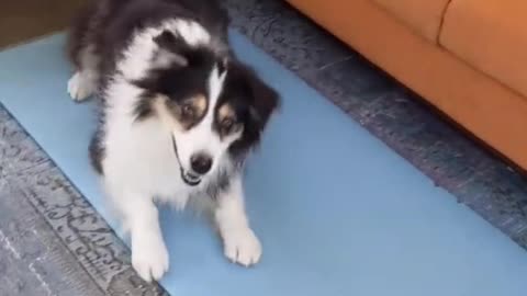 Cute Dog Does A Flip And A High Five Too