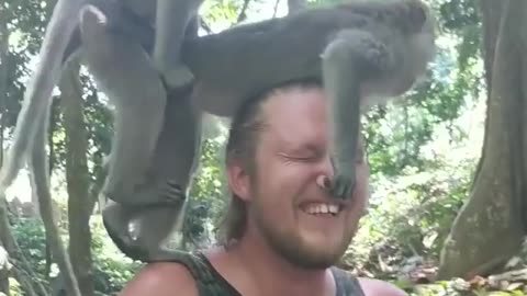 These two monkey are having sex on this men's head