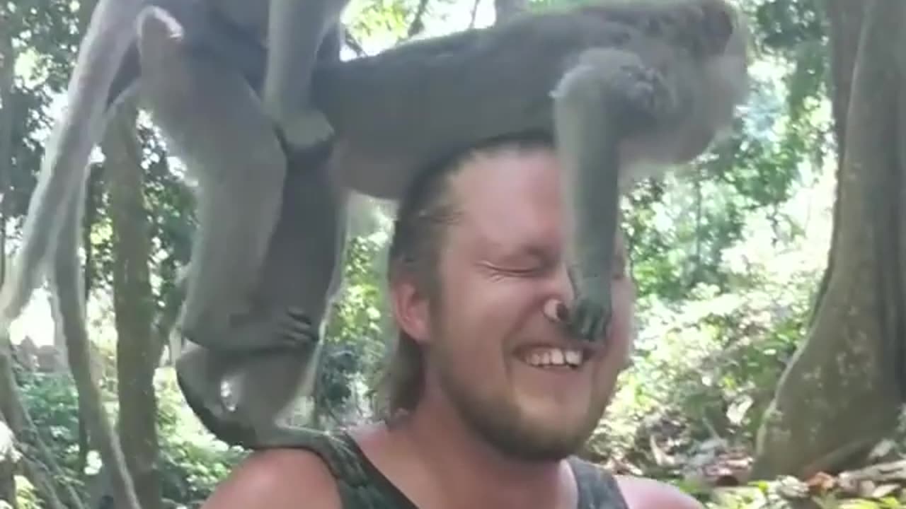 These two monkey are having sex on this men's head