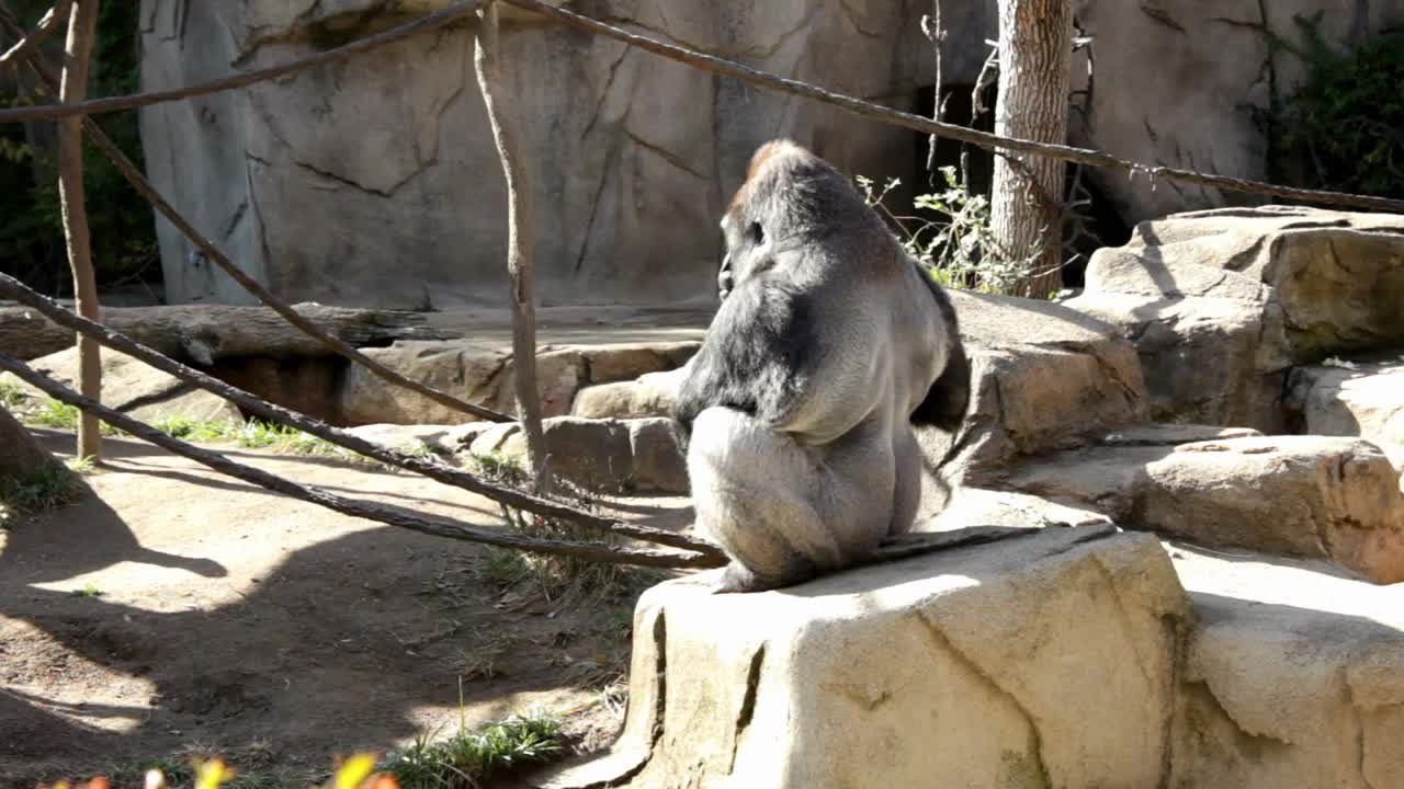 Large Gorilla sitting on Rock