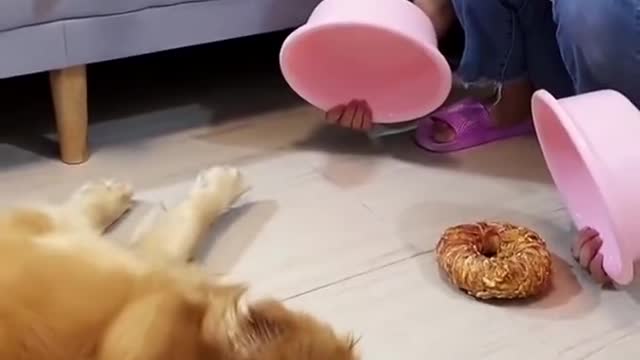 Funny Dog and Cat