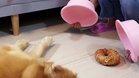 Funny Dog and Cat