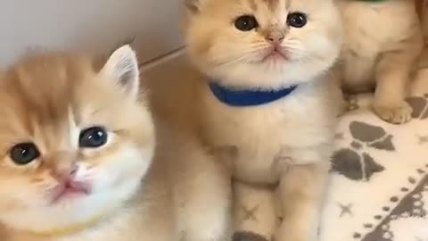 Cute and Funny Cat Video Compilation 2021 #shorts