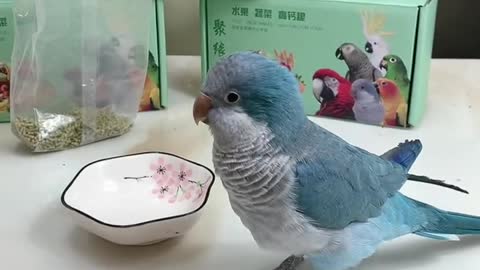 The most docile and funny parrot on the planet