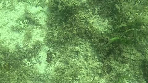 Snorkeling Above a Bed of Starfish 🌊⭐