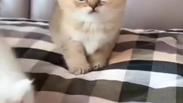 Baby Cats - Cute and Funny Cat Videos Compilation #34 | Aww Animals