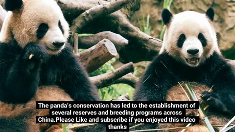 Amazing Facts About Adorable Pandas