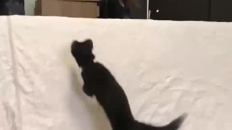 funny animals