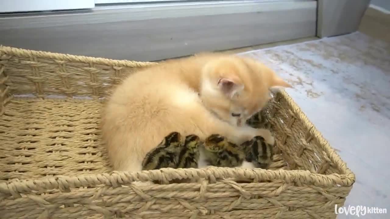 Kitten Loki greets tiny birds for the first time