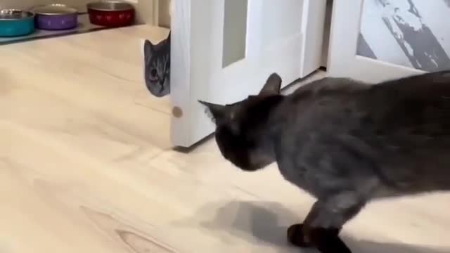 My cat went Stealth Mode! 🥷🐱😻😻 Love cats? Like & Share
