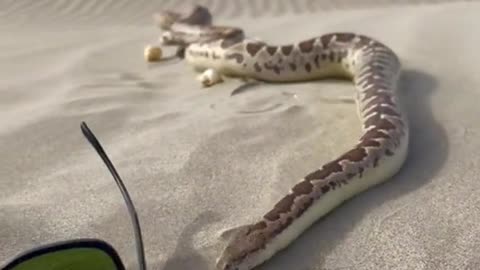 Snake