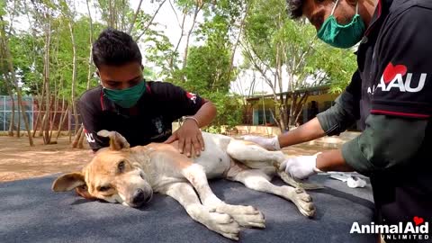 Unbearable neck pain makes old dog's entire body rigid