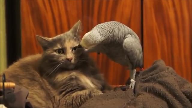 looking funny cat with parot