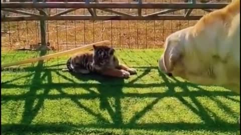 Tiger baby 👶is so cute &funny moments dog &tiger