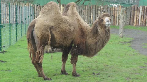 Rare and Unique Camel Species