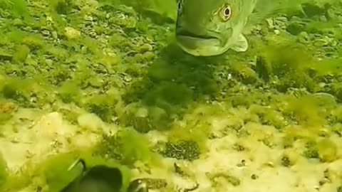It gets swallowed by accident