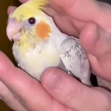Petting a baby cocktail bird and enjoying it