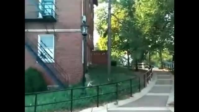 Stupid squirrel