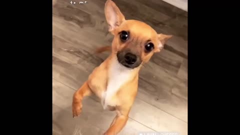 My dog ​​is an artist