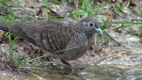 The Beautiful Bird ( Dove ) In Cambodia-WorldTheAnimals