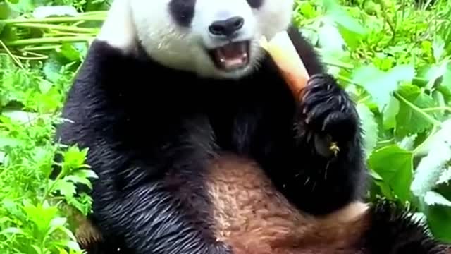 Lovely giant panda, come and have a look!